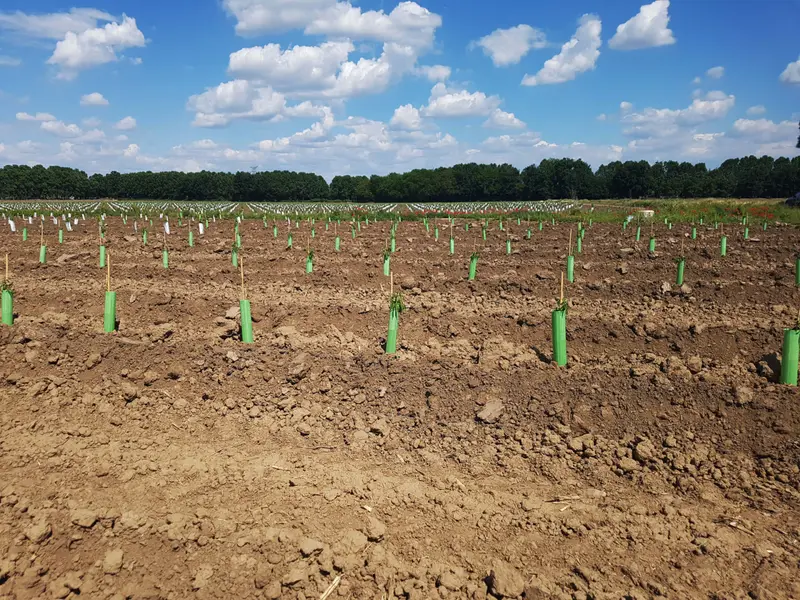 Nueva plantación de almendros con protectores