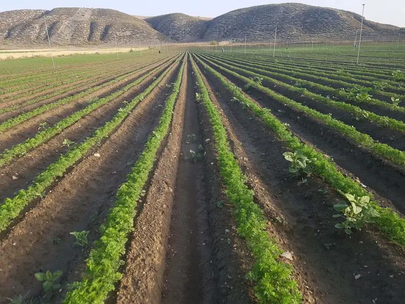 Hileras de cultivo bajo los cerros de Villamanrique